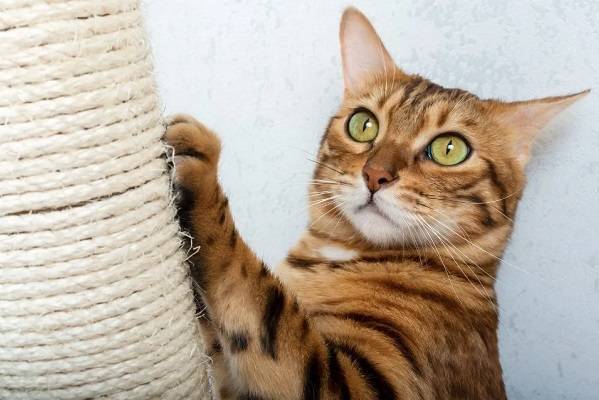 Eco-Friendly and Engaging Rope for Cat Scratchers