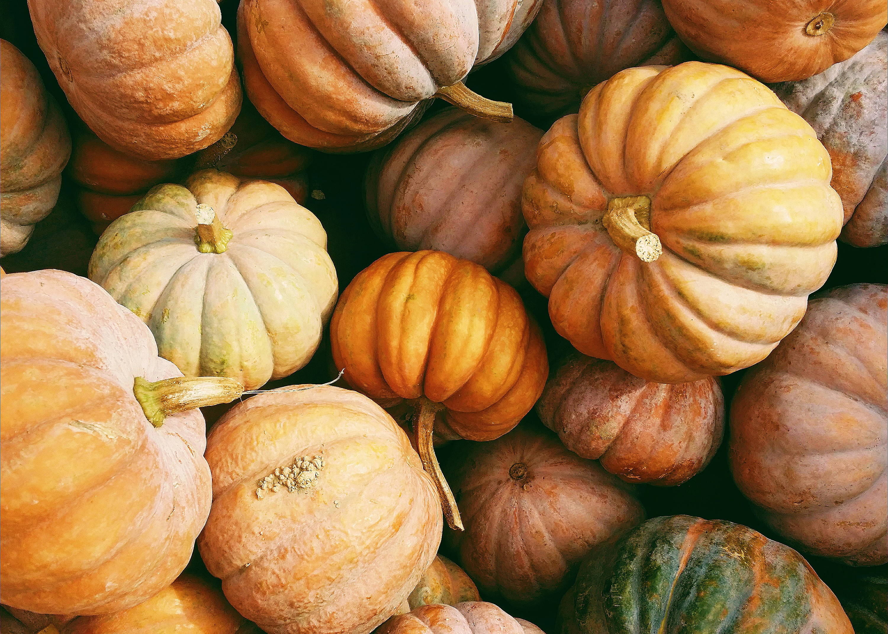 Display of various pumpkins for autumn season 