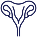 drawing of a uterus.