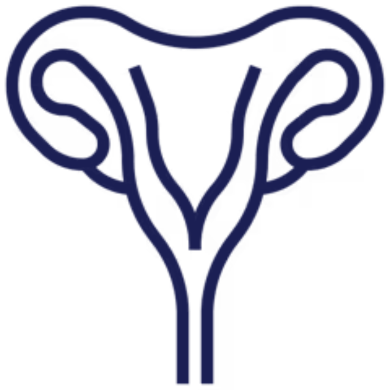 drawing of a uterus.