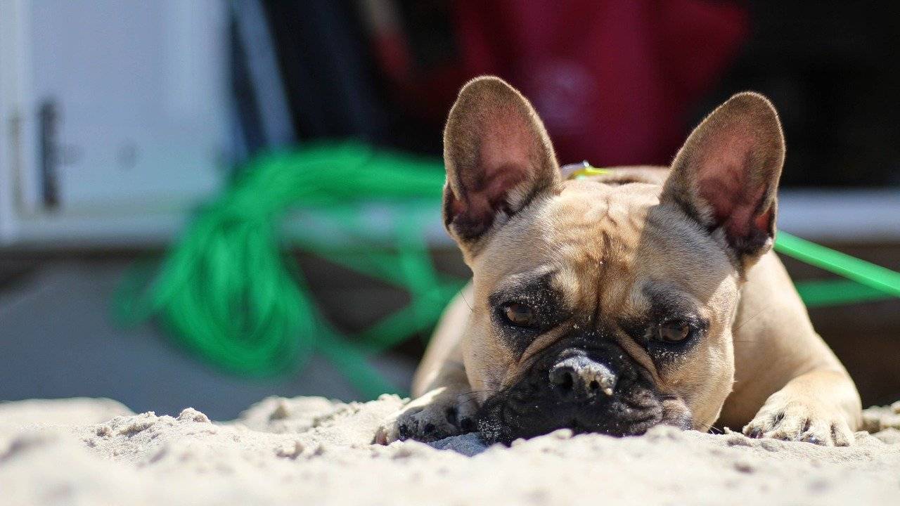 dog harness frenchie