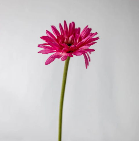 Fuchsia Real Touch Gerbera - Realistic Artificial Flowers - Image 2