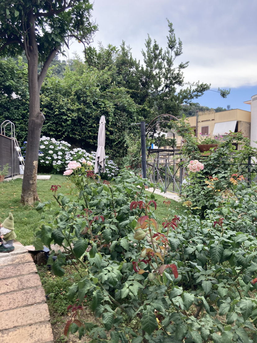 Home restaurants Sant'Agnello: Dining experience among the citrus trees: anchovies and more
