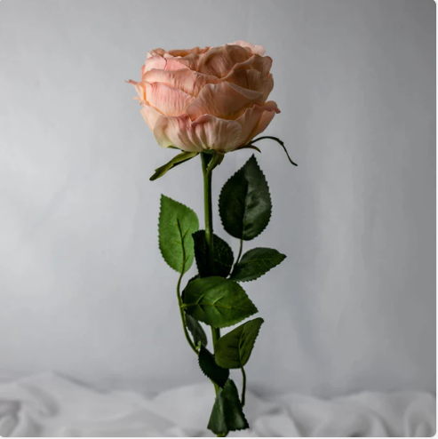 Pink/Cream David Austin Soft Touch Open Bloom Rose - Realistic Artificial Flowers (Box of 24 Stems) - Image 3