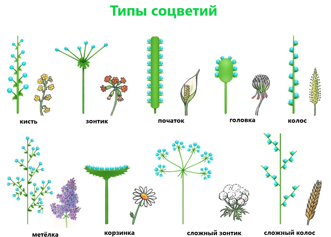 Тест по теме соцветие биология 6 класс. Соцветие кисть. Растения с соцветием кисть. Соцветие кисть примеры. Полузонтик соцветие примеры.