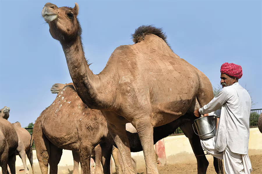 Camel Milk for Lactose Intolerance  