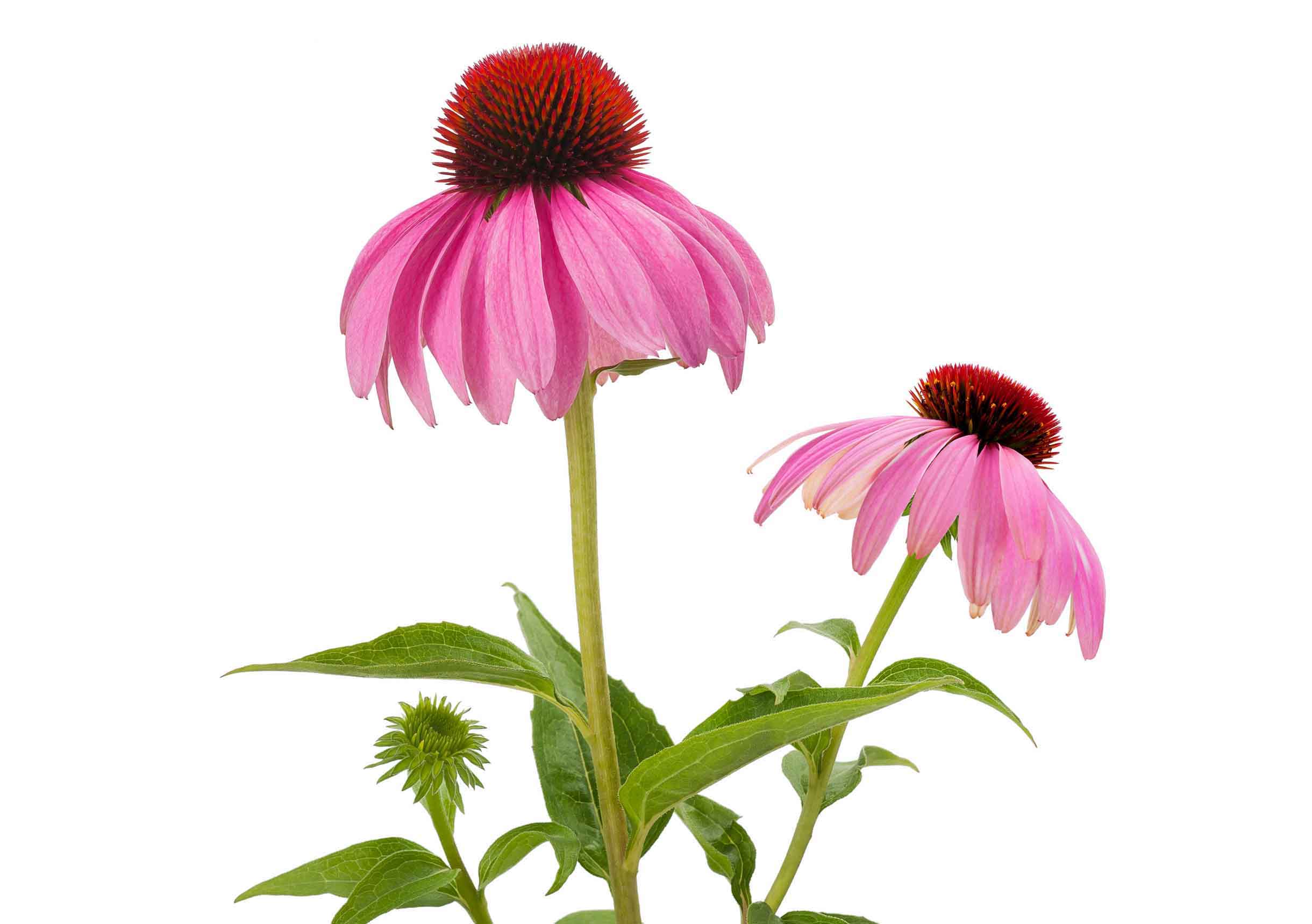 Echinacea: Echinacea has been identified as having anti-inflammatory, antioxidant, and antiviral properties and as an immune-strengthening agent.