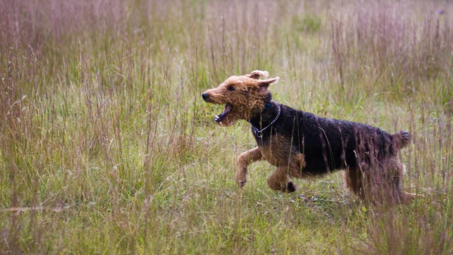 Hund mit langem, blonden Fell schwimmt mit einem gelben Spielzeug im Maul.