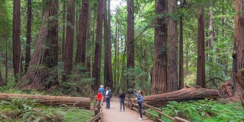Muir Woods and Sausalito Day Tour & Bay Cruise promotional image