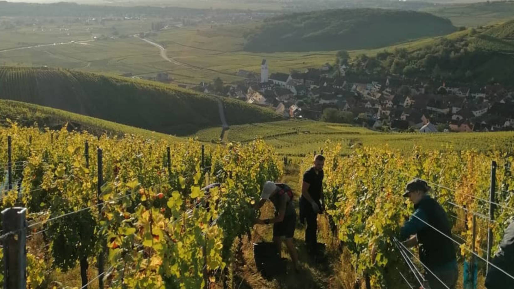 France, vin nature, rawwine, organic wine, vin bio, vin sans intrants, vin sans souffre, vin sans sulfites ajoutés, vin rouge, vin blanc, rouge, blanc, vin propre, vigneron, domaine bio, biodynamie, vigneron nature, vin biodynamique, raizin brut, Quimper, Finistère, Morbihan, domaine de l'envol, alsace, ingersheim, raphael marchal