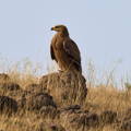 Eagle sitting on a rock