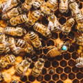 worker-honey-bees-tending-to-queen-bee worker-honey-bees-tending-to-queen-bee