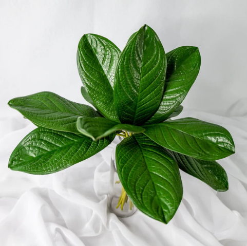 Large Magnolia Leaf (12 Pack) - Realistic Artificial Flowers - Image 3