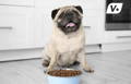 Chunky pug dog sitting with a bowl of food in the kitchen