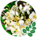 the flower of moringa used to make the best moringa supplement