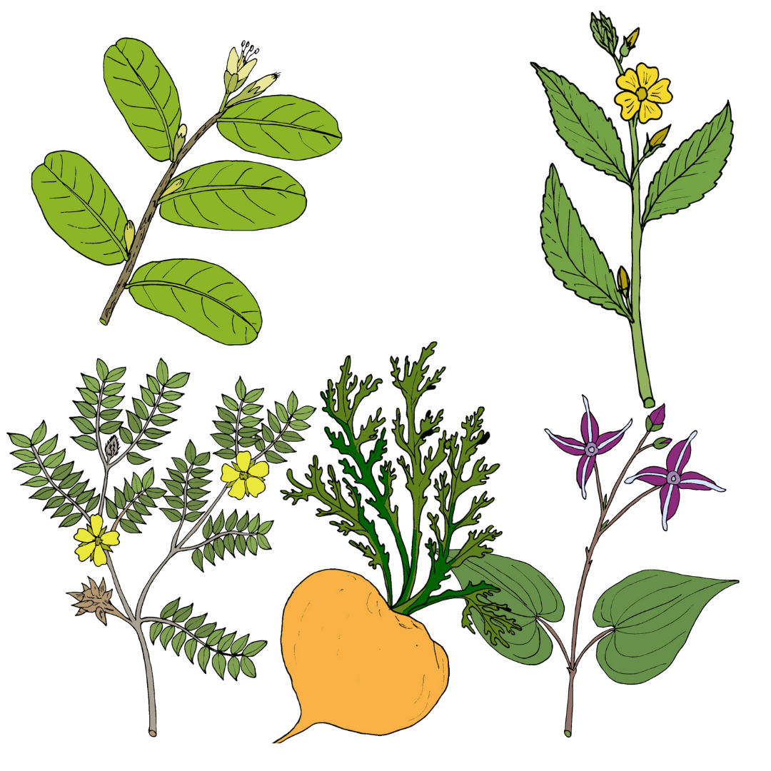 Alpha Xena Ingredients epimedium tribulus cauaba damiana maca