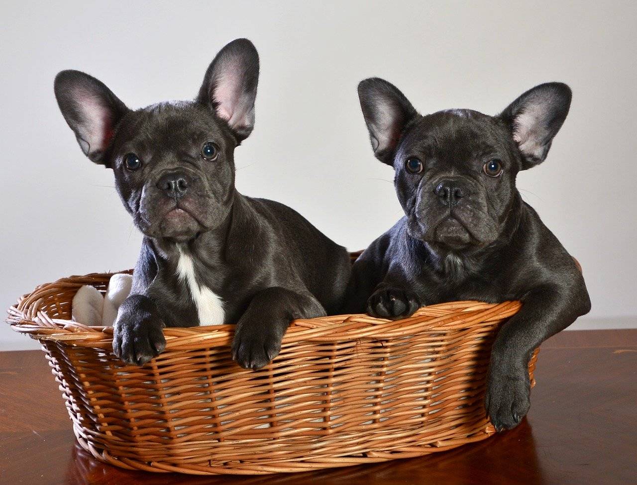 how long do blue french bulldogs live