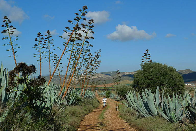 landscape