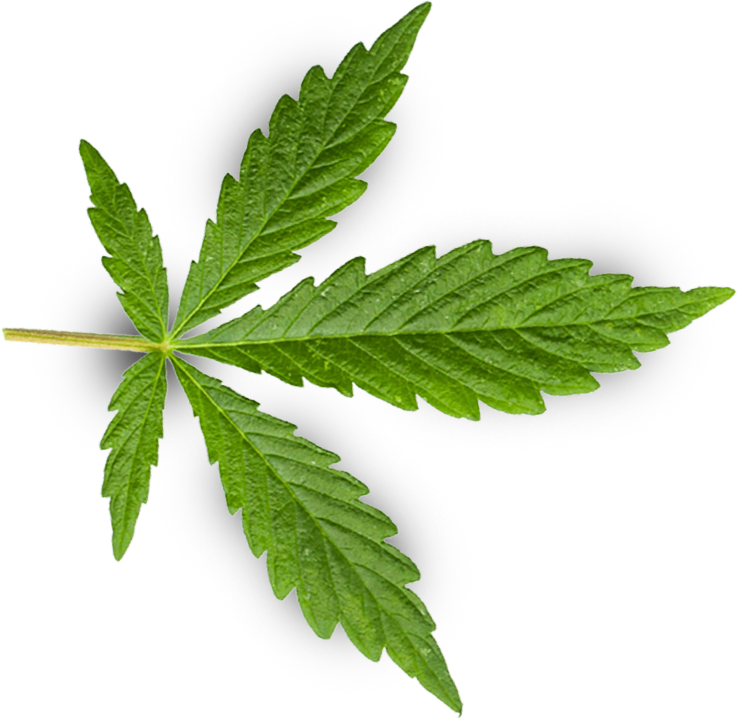 green hemp leaf