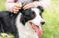 Border Collie having his ears gently checked by his owner as he sits in a grassy area. 