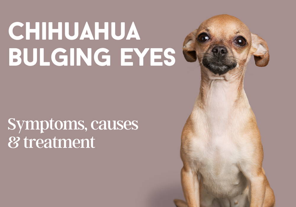 chihuahua bulging eyes