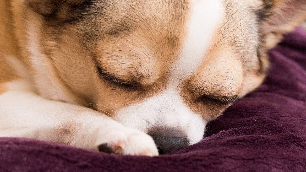 do chihuahuas snore