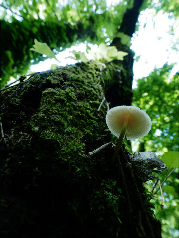 9mm（18mm相当） 1/250秒 F11 ISO200