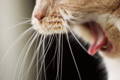 Closeup of a cat gagging, throwing up, or coughing up a hairball