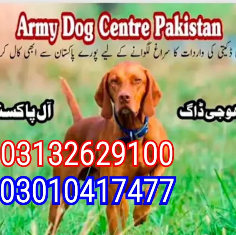 Dog Center cover