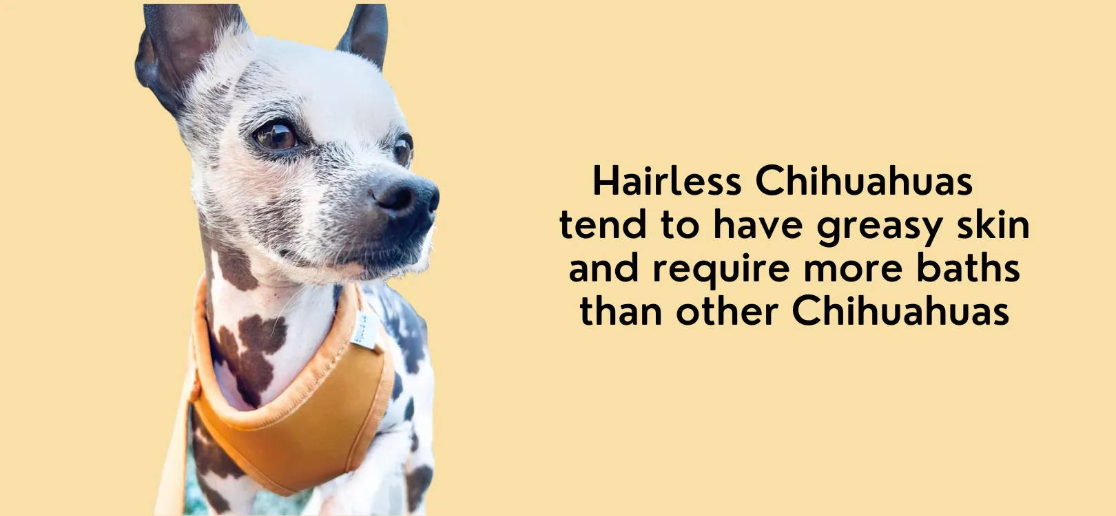 chihuahuas hairless