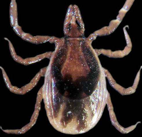 deer tick nymph picture