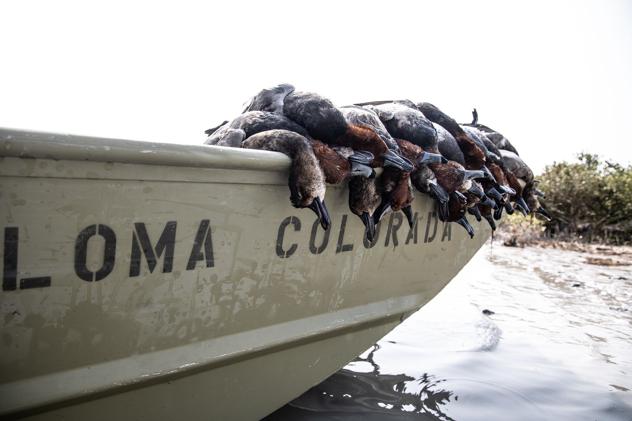 Loma Colorada Mexico Duck Hunt in Salt Lake City, Utah Mallard Bay