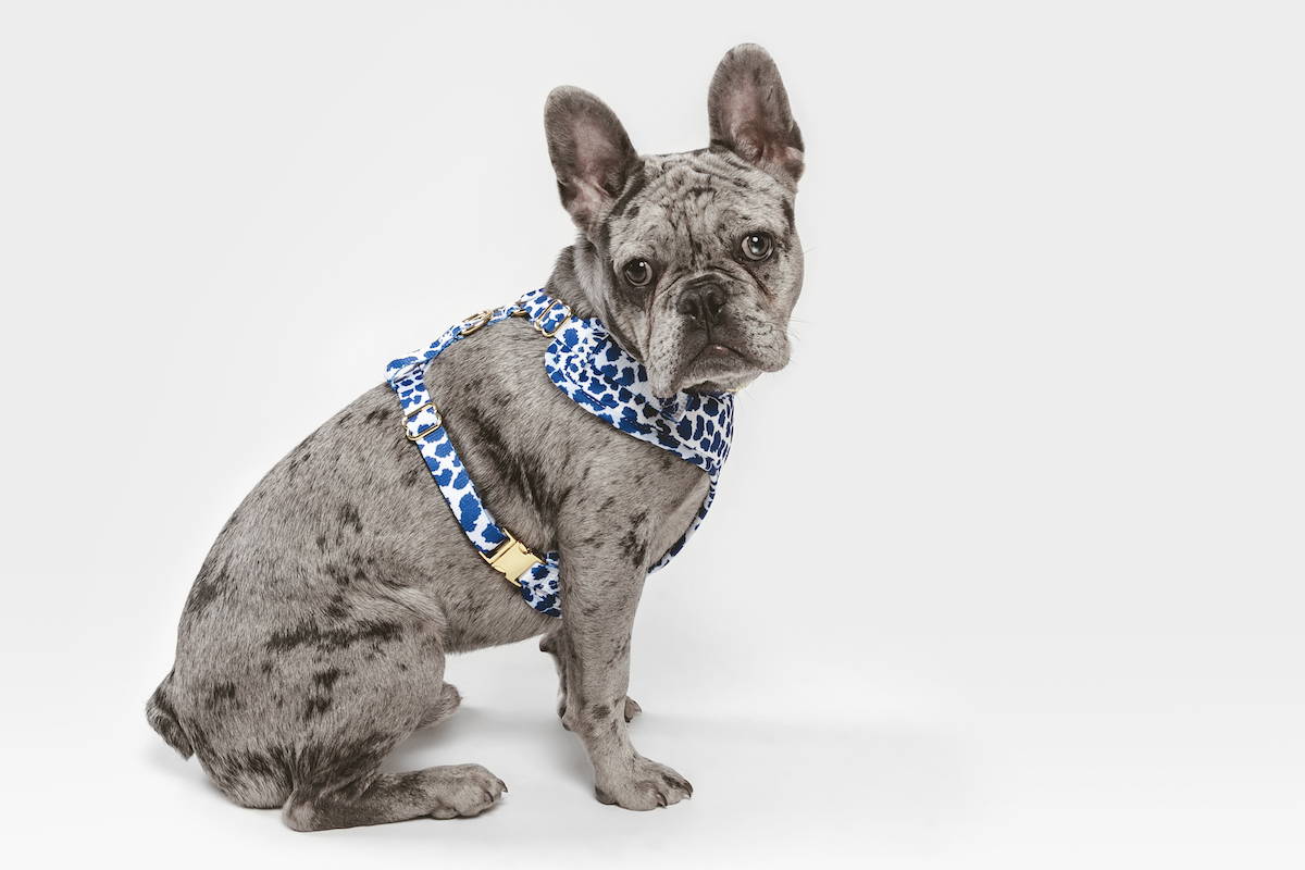 do french bulldogs fart a lot