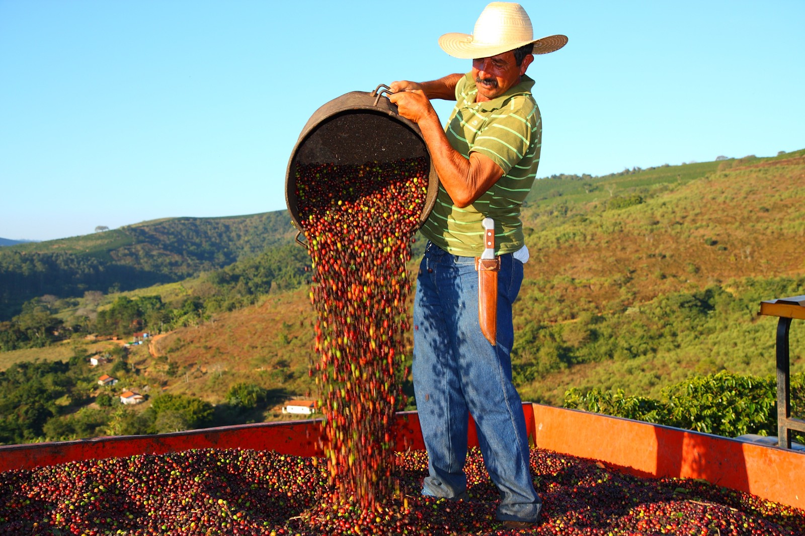 Coffee in Brazil