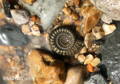 pyrite ammonite charmouth fossil hunting lying on beach