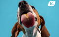 Closeup of dog's tongue licking peanut butter off a camera lens