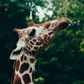 Giraffe looking up at trees