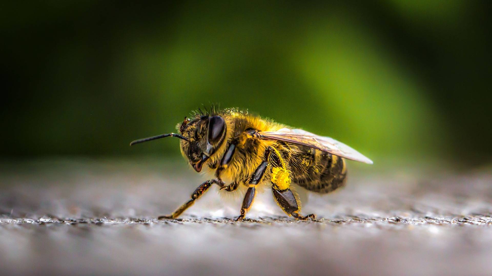 Biene putzt sich