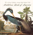 Audbudon's birds of america title cover book, vintage bird illustrations, Vintage Frog Surrey antique shop