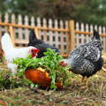 backyard_chickens_eating_vegetables