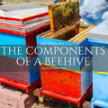 the-components-of-a-beehive
