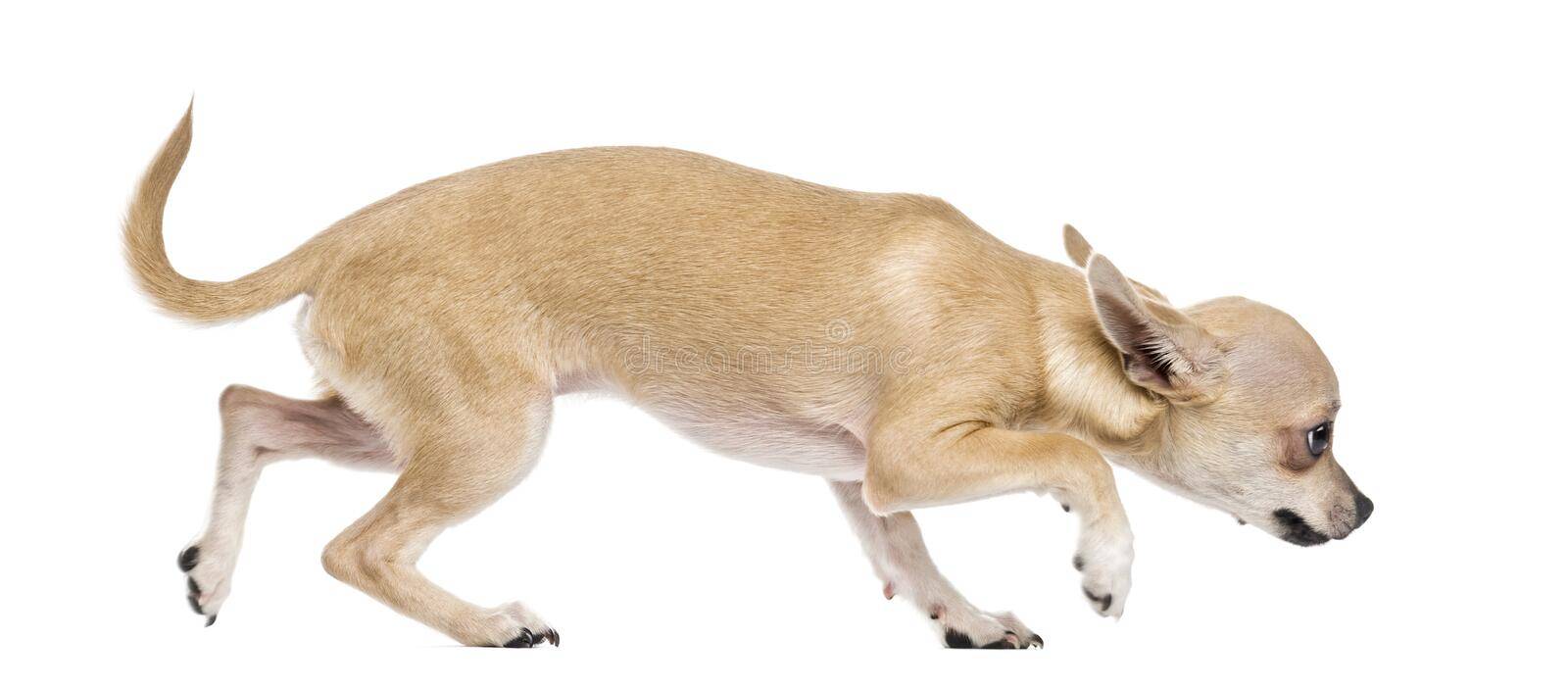 chihuahua scared