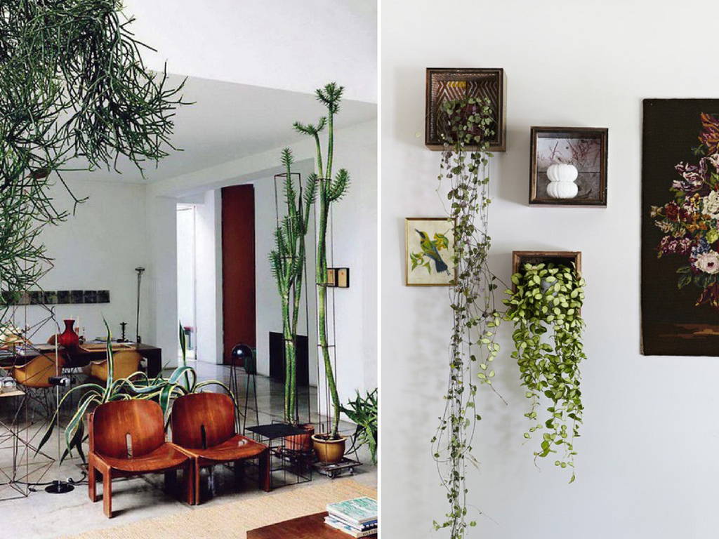 Use Plant to Match Furniture