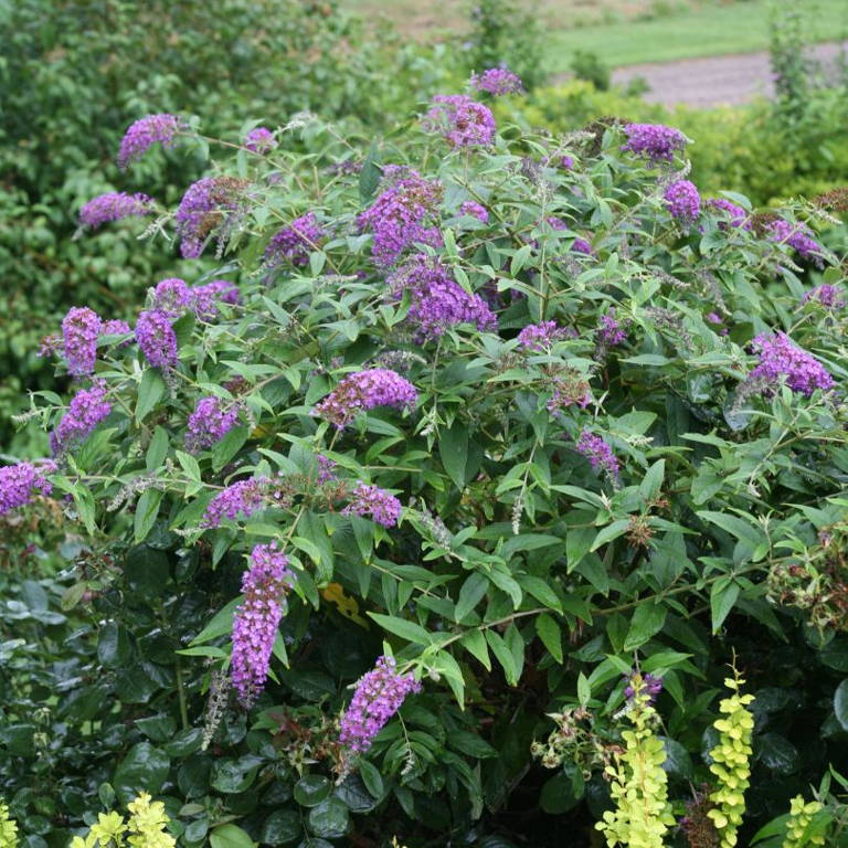 Weeping purple butterfly bush flowers