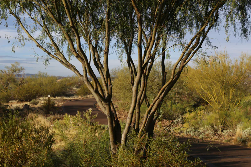 mesquite tree in the desert near a path