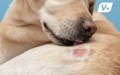 Dog licking hot spots on skin