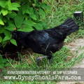 ayam-cemani-hen-gypsy-shoals-farm