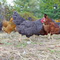 plymouth barred rock hen
