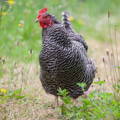 barred-plymouth-rock-hen-chicken