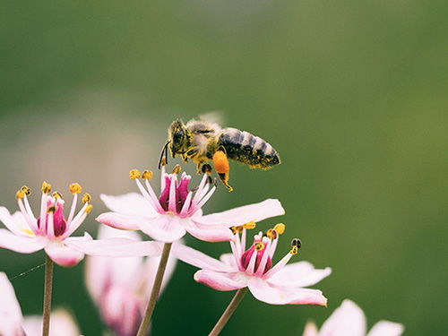 Creating a home for bees and similar with wildflowers